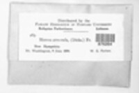 Lecidoma demissum image